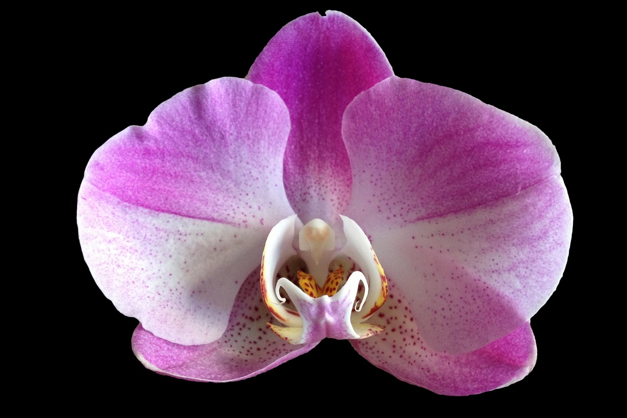 ¿Dónde es el mejor lugar para poner una orquídea?