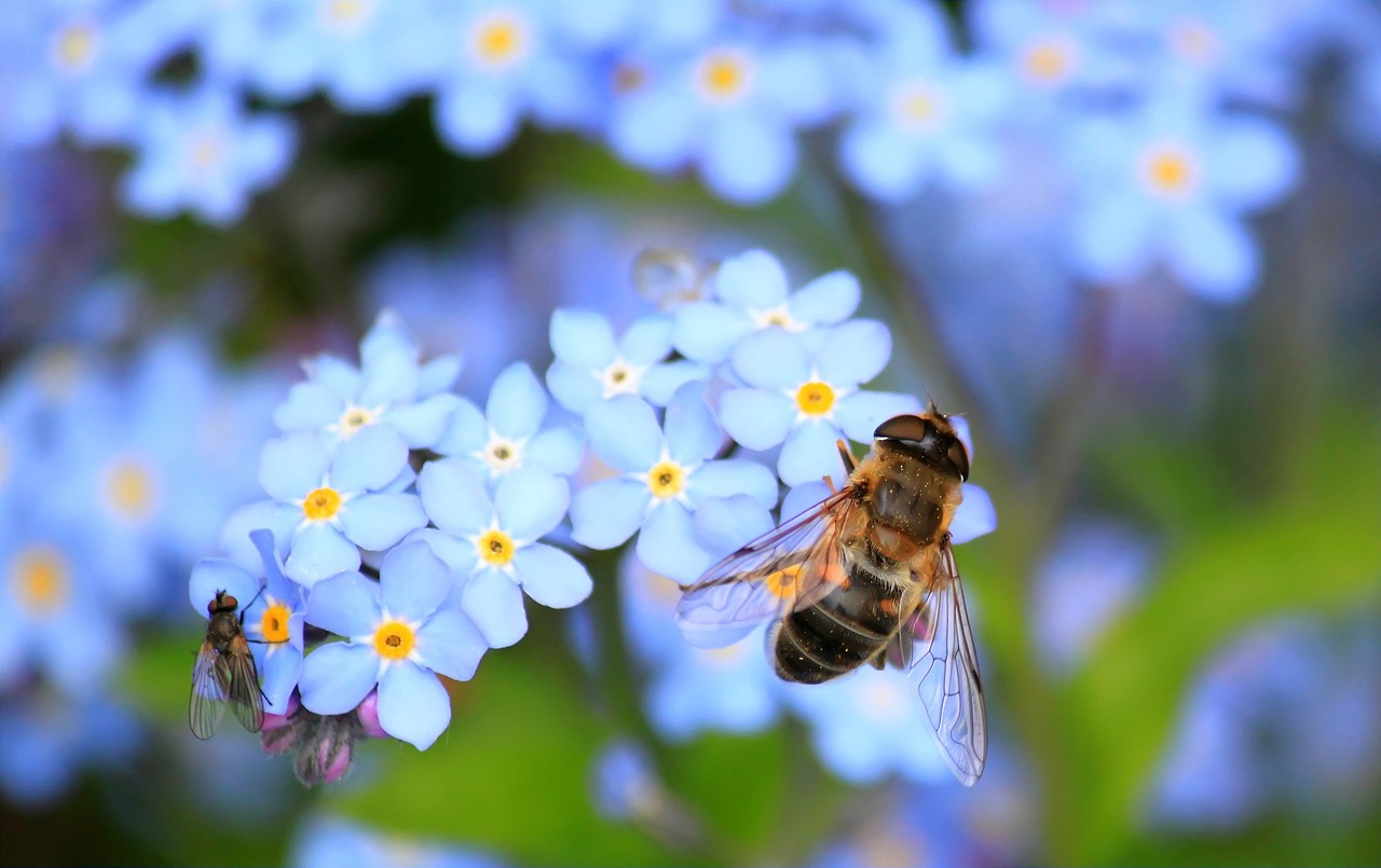 ¿Cuánto vale un kilo de polen de abeja?