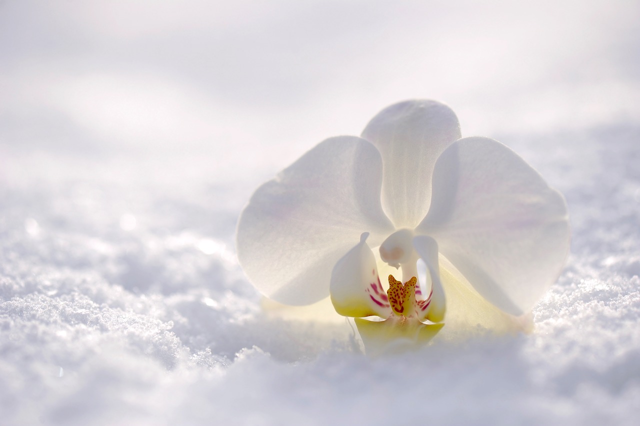 ¿Qué representa la flor de la orquídea?